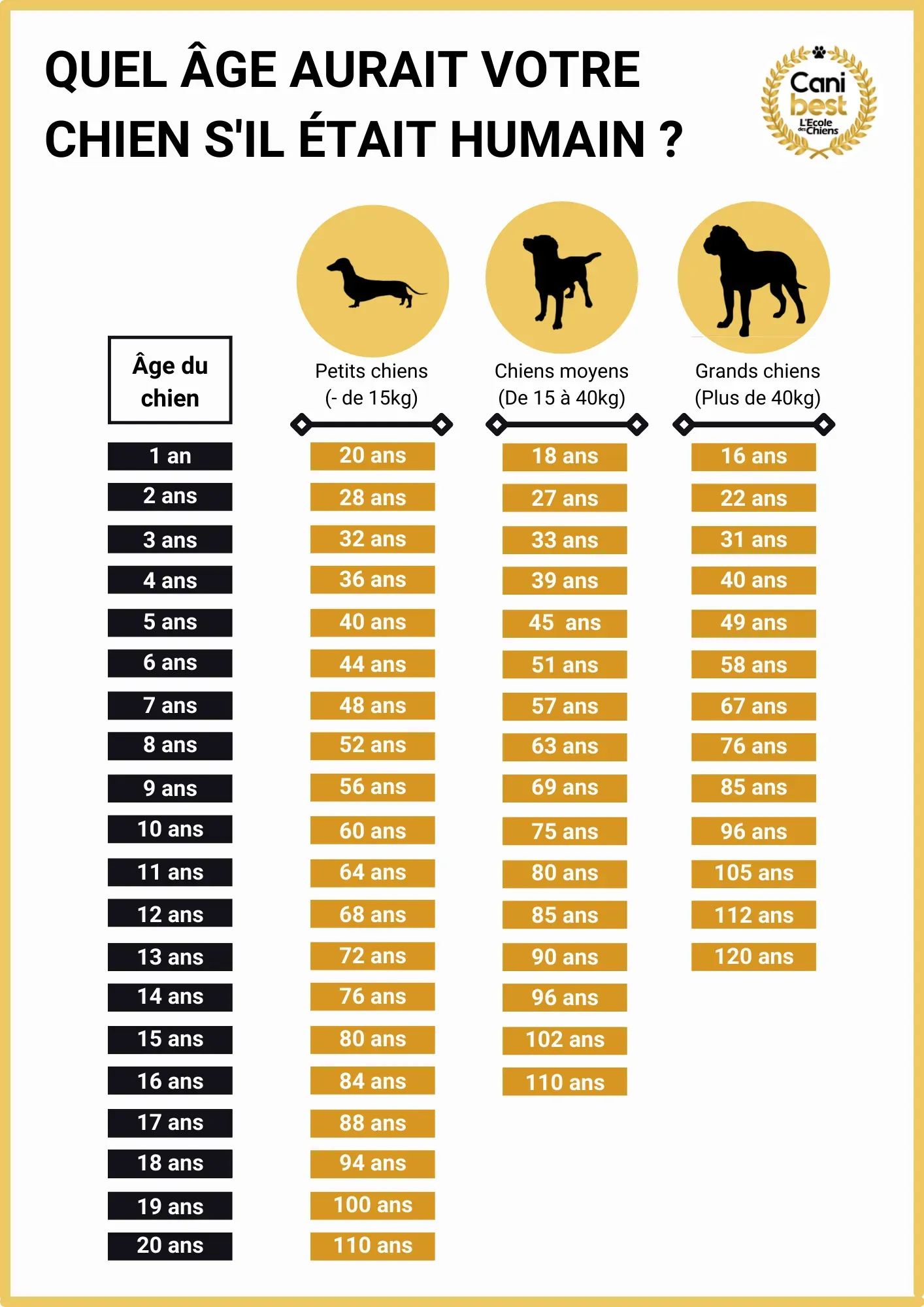 À quel âge se déclare un chien de chasse : Le guide parfait