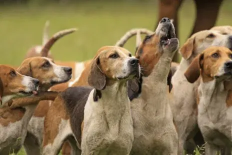 À quelle vitesse court un chien de chasse : les records et les moyennes par race