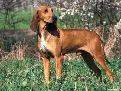 Essentiel : l'aboiement chien de chasse sanglier maîtrisé