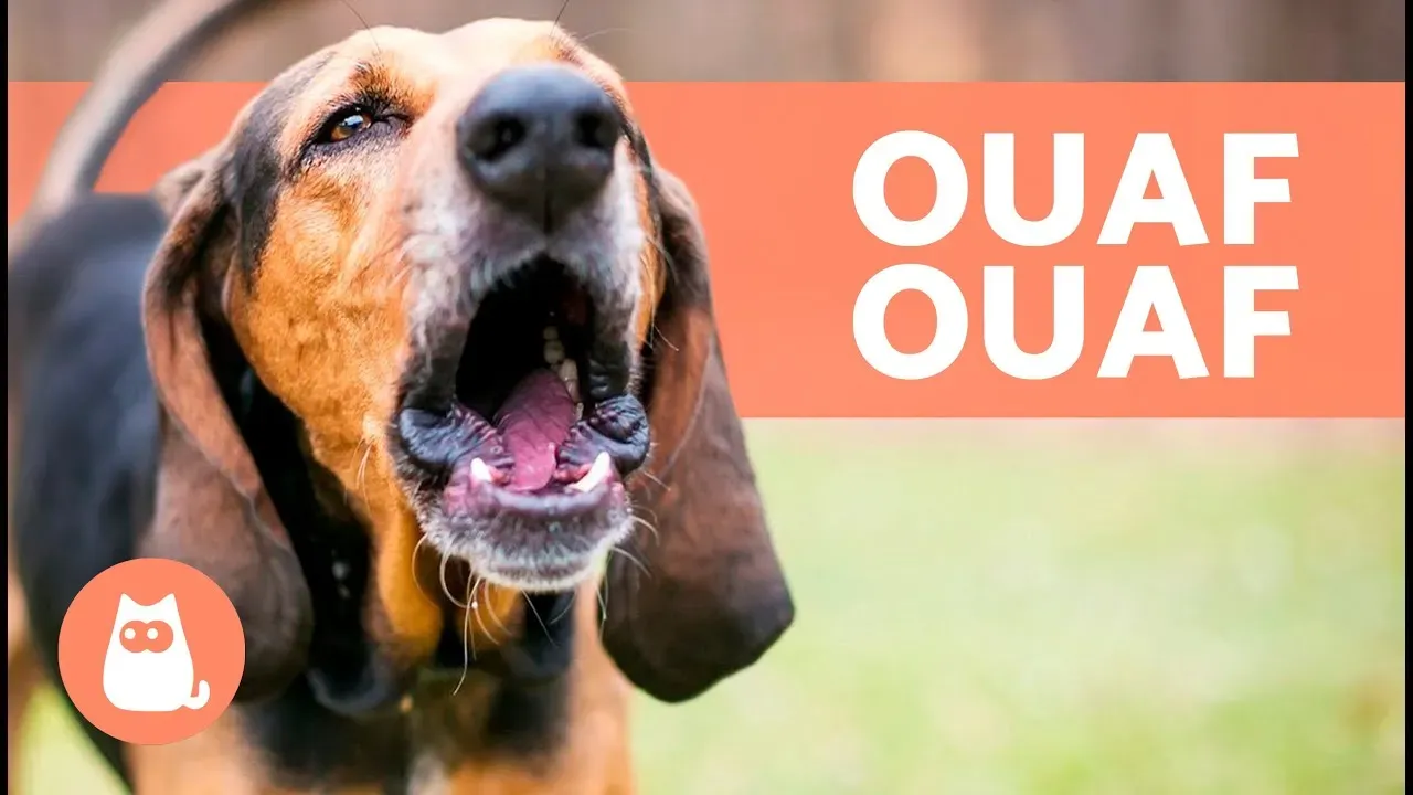 Aboiement chien de chasse : Solutions efficaces et simples