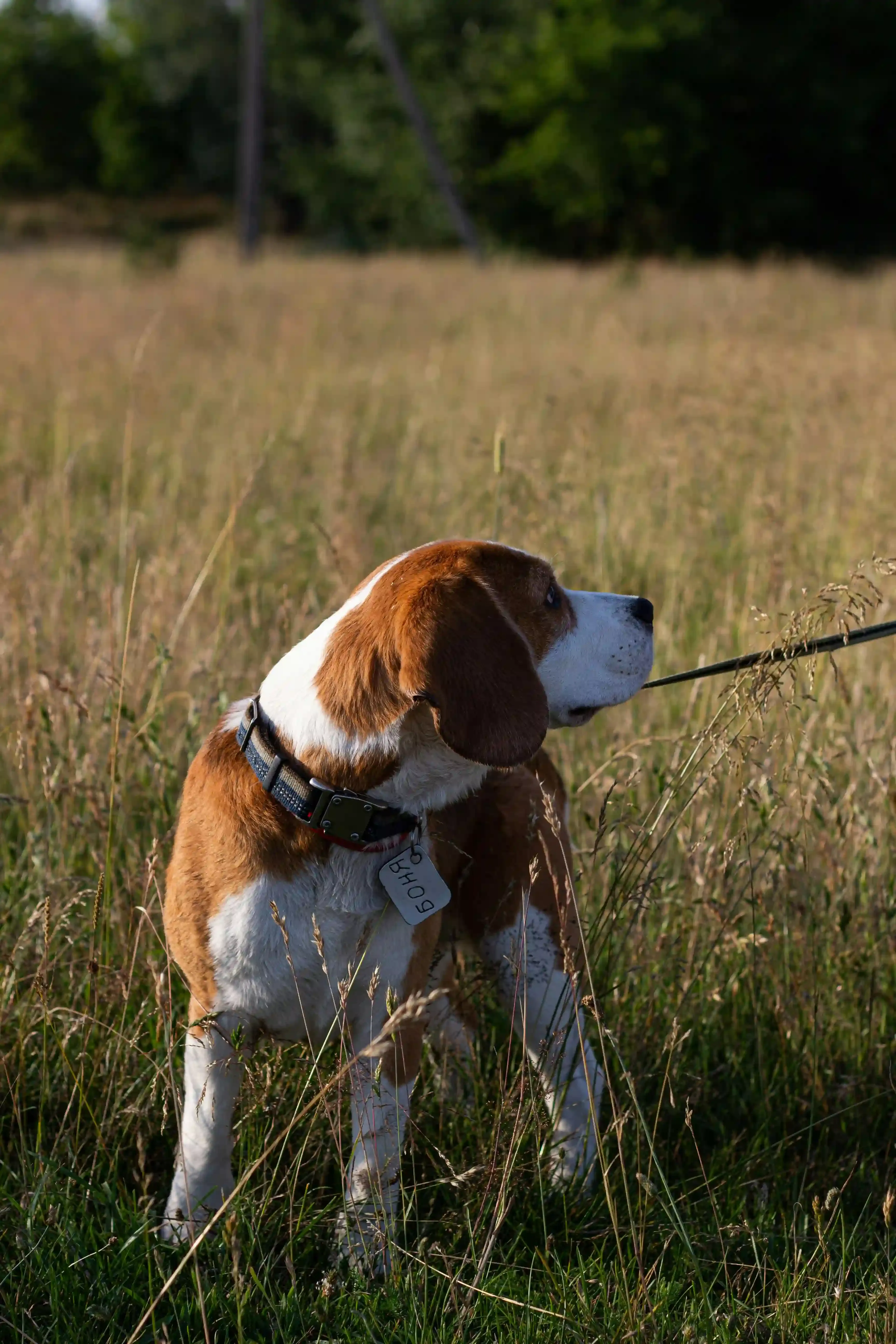 Accompagner Son Chien Quand L'Instinct Se Déclare