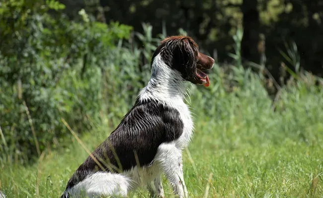 Adopter un chien de chasse pour en faire un compagnon : Les vraies questions à se poser