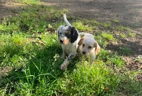 Alternatives à l'achat d'un chien de chasse à vendre paruvendu