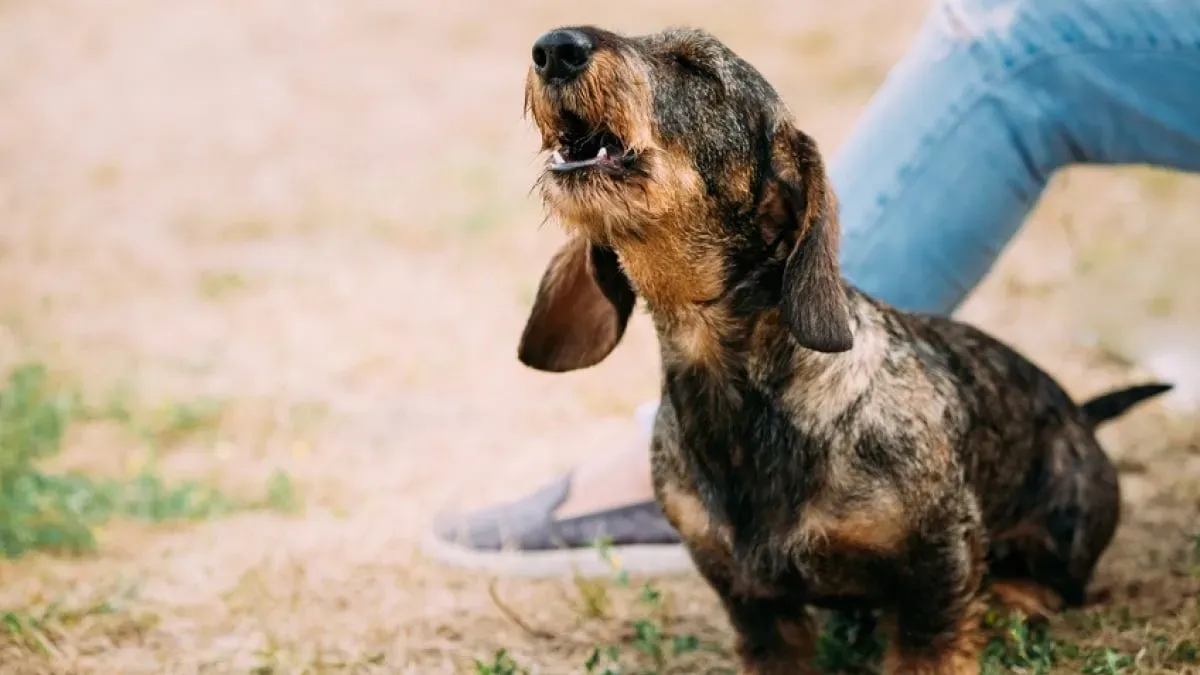 Alternatives et outils face à l'aboiement chien de chasse