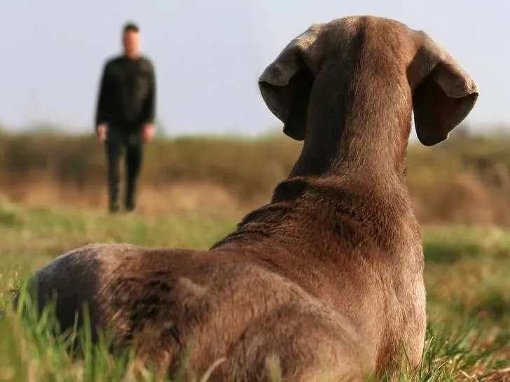 Guide essentiel pour apprendre le rappel à un chien de chasse