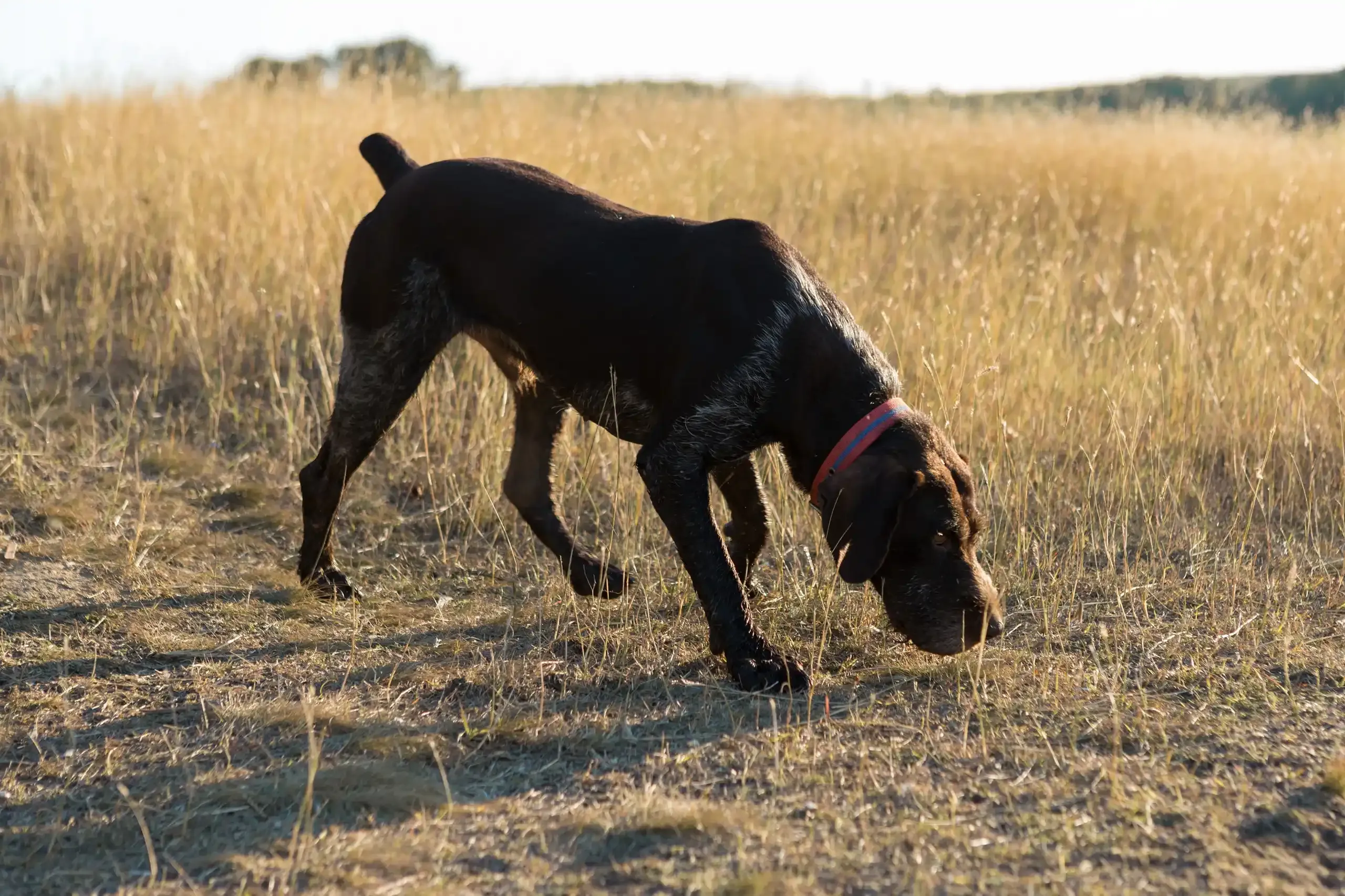Après le débourrage : consolider les acquis de votre chien de chasse