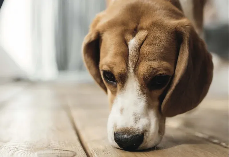 Aptitudes à Flairer : Races de Chien de Chasse et Leurs Spécificités