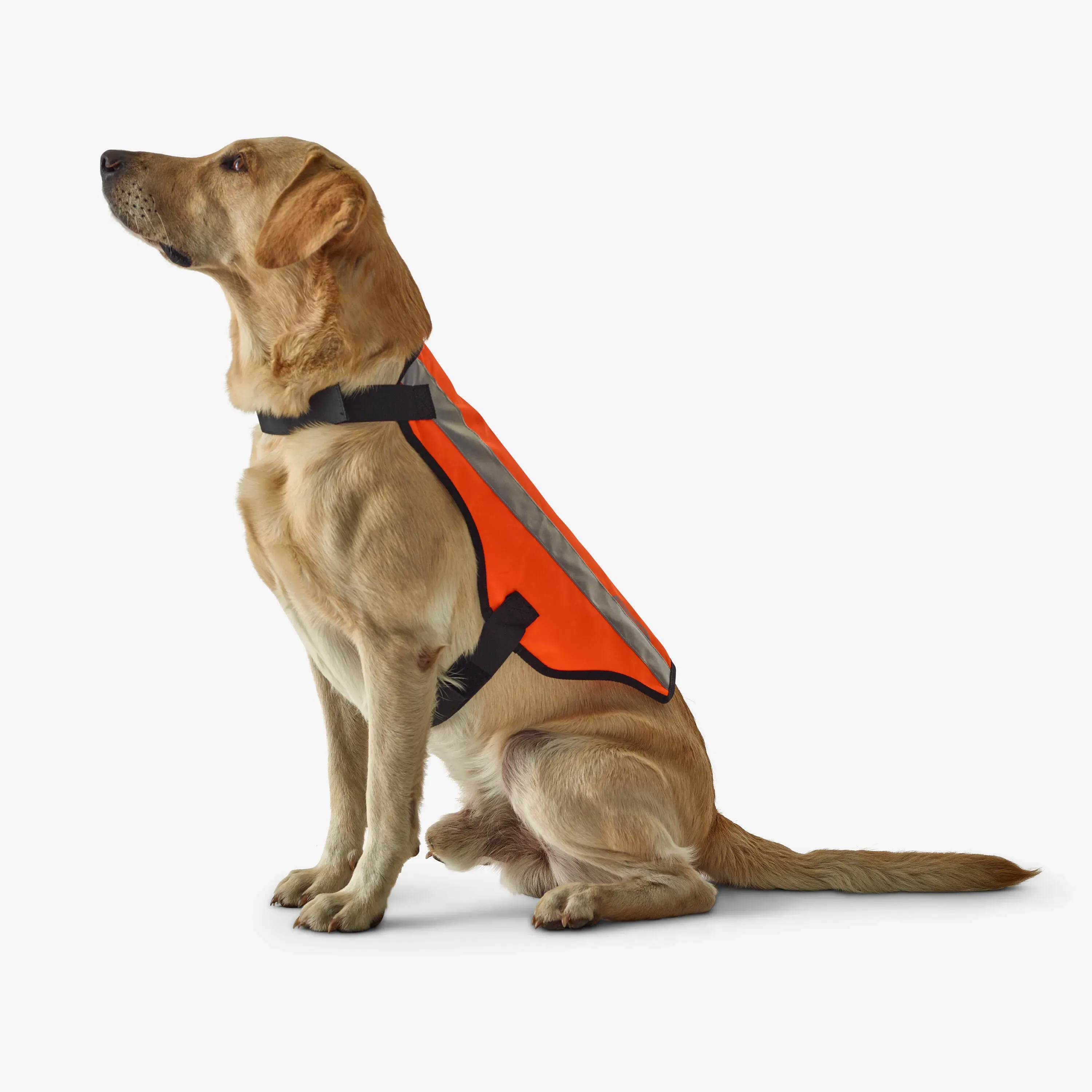 Assurance chien de chasse Decathlon : Vraiment une option ?