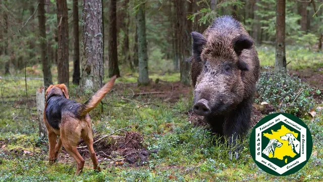 Assurance chien de chasse sanglier afaccc : Essentiel