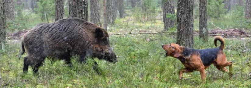 Assurance chien de chasse sanglier allianz : l'essentiel