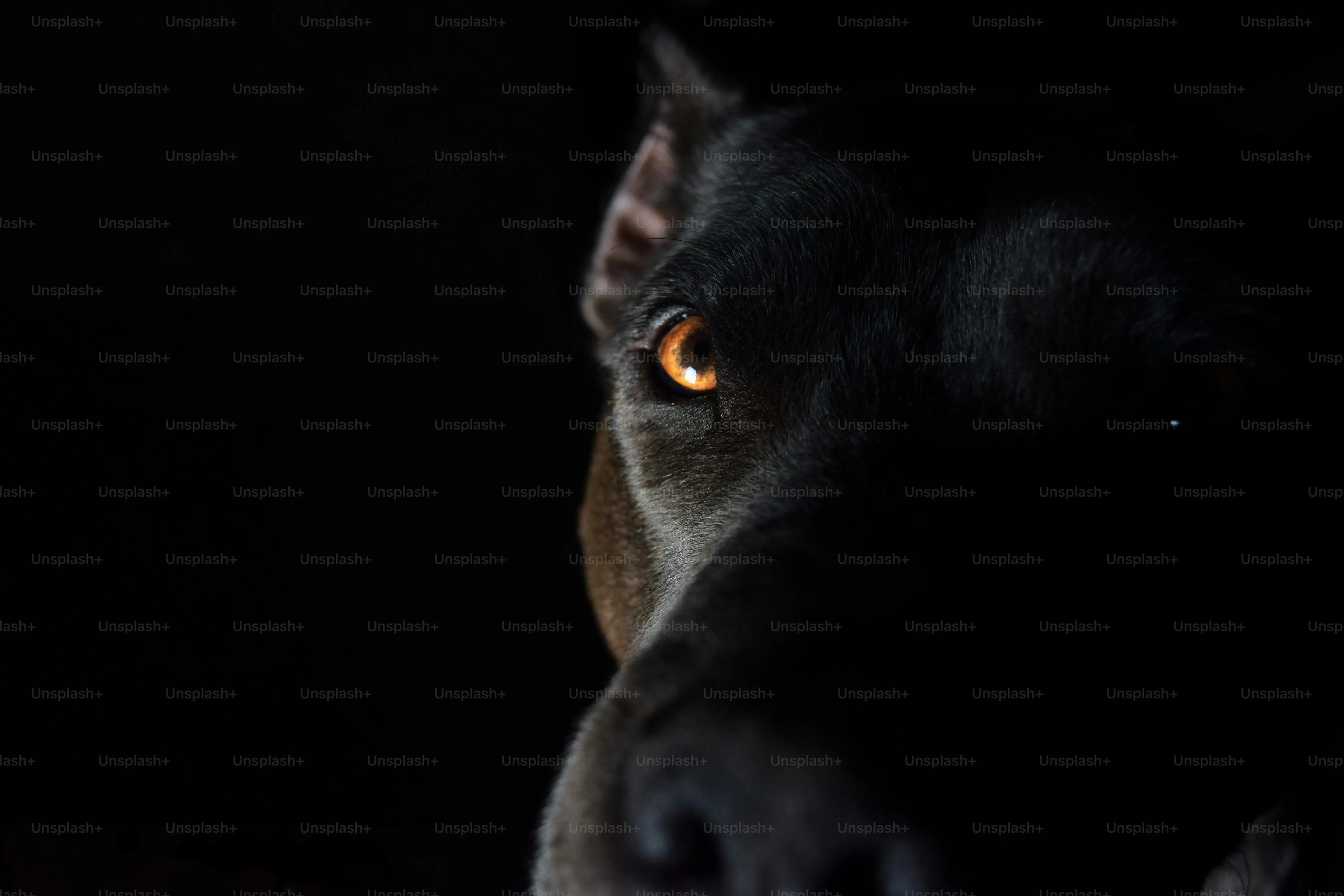 Audelà de la chasse : Le chien détective moderne