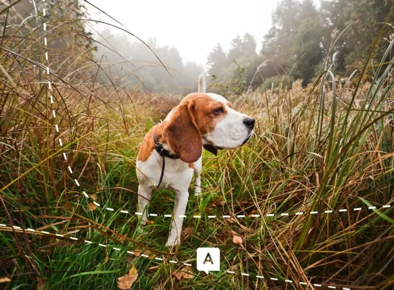 Audelà de l'assurance chien de chasse : prévention et conseils pratiques.