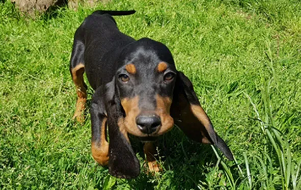 Audelà du Bon Coin : Alternatives et précautions pour l'acquisition d'un chien de chasse