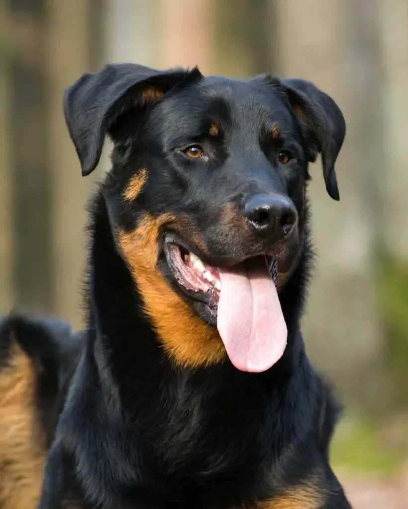 Beauceron chien de chasse : Découvrez son caractère puissant