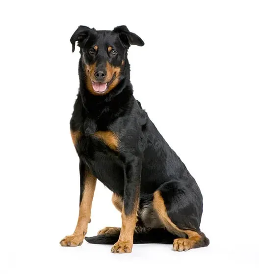 Beauceron chien de garde, berger, et de travail : Ses vraies forces