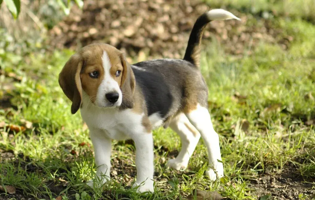 Choisir votre bébé chien de chasse : Guide Essentiel