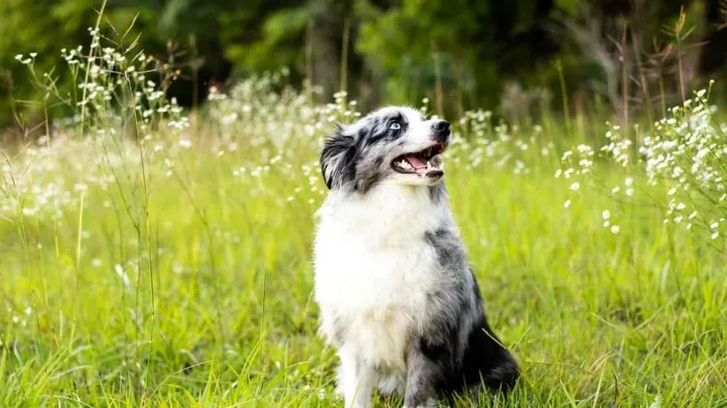 Découvrir le berger australien chien de chasse secret