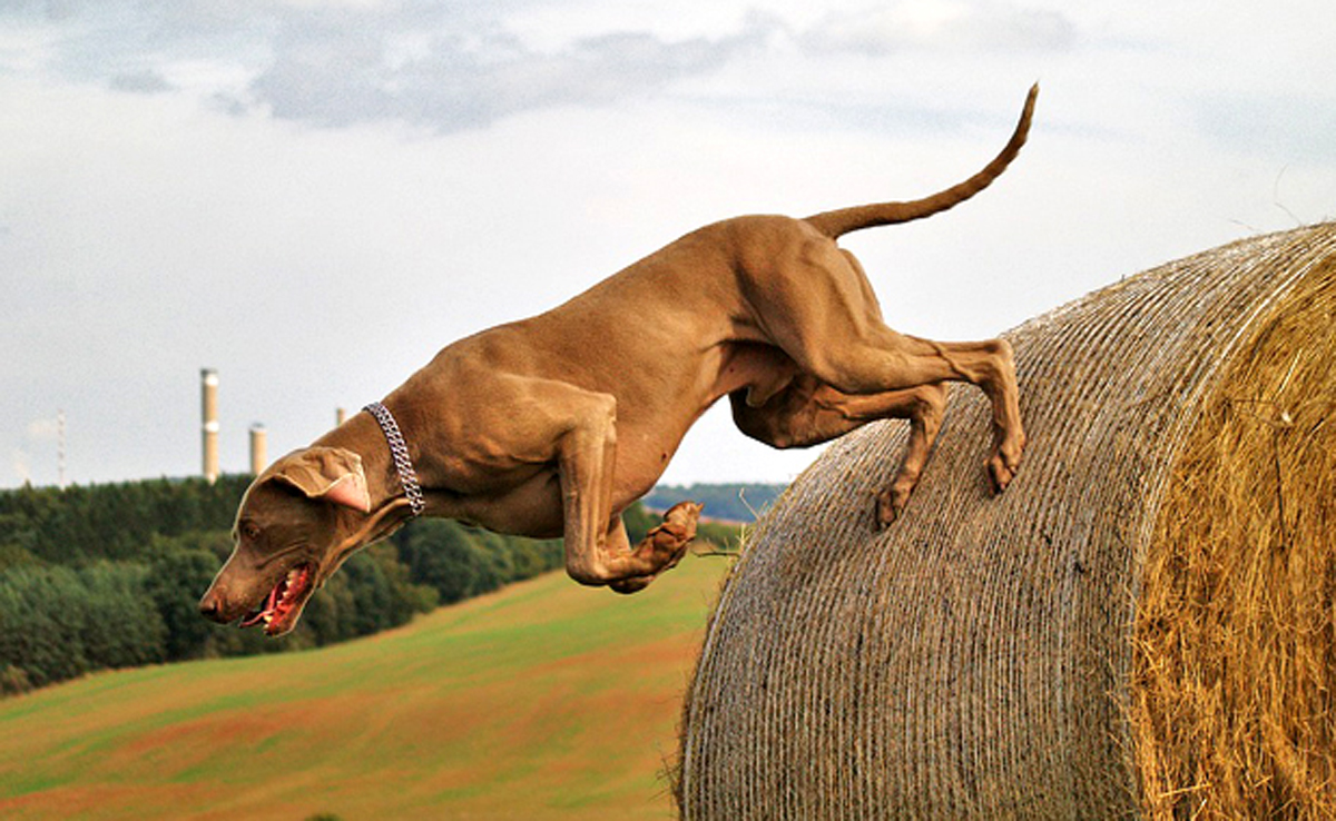 Les meilleurs gros chiens de chasse : races et conseils pratiques