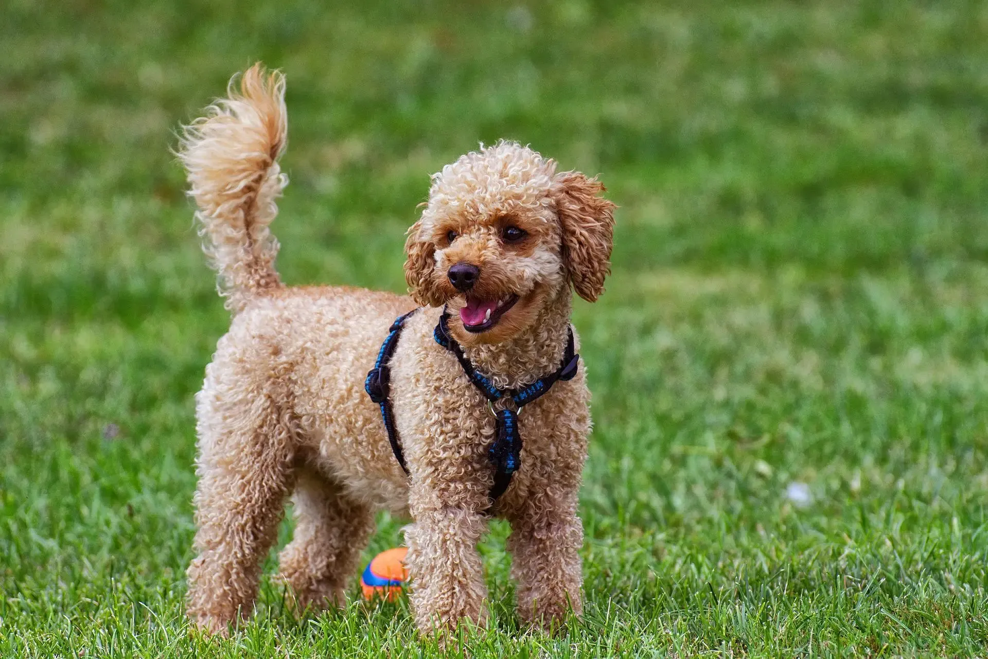 Le caniche chien de chasse : la vérité surprenante