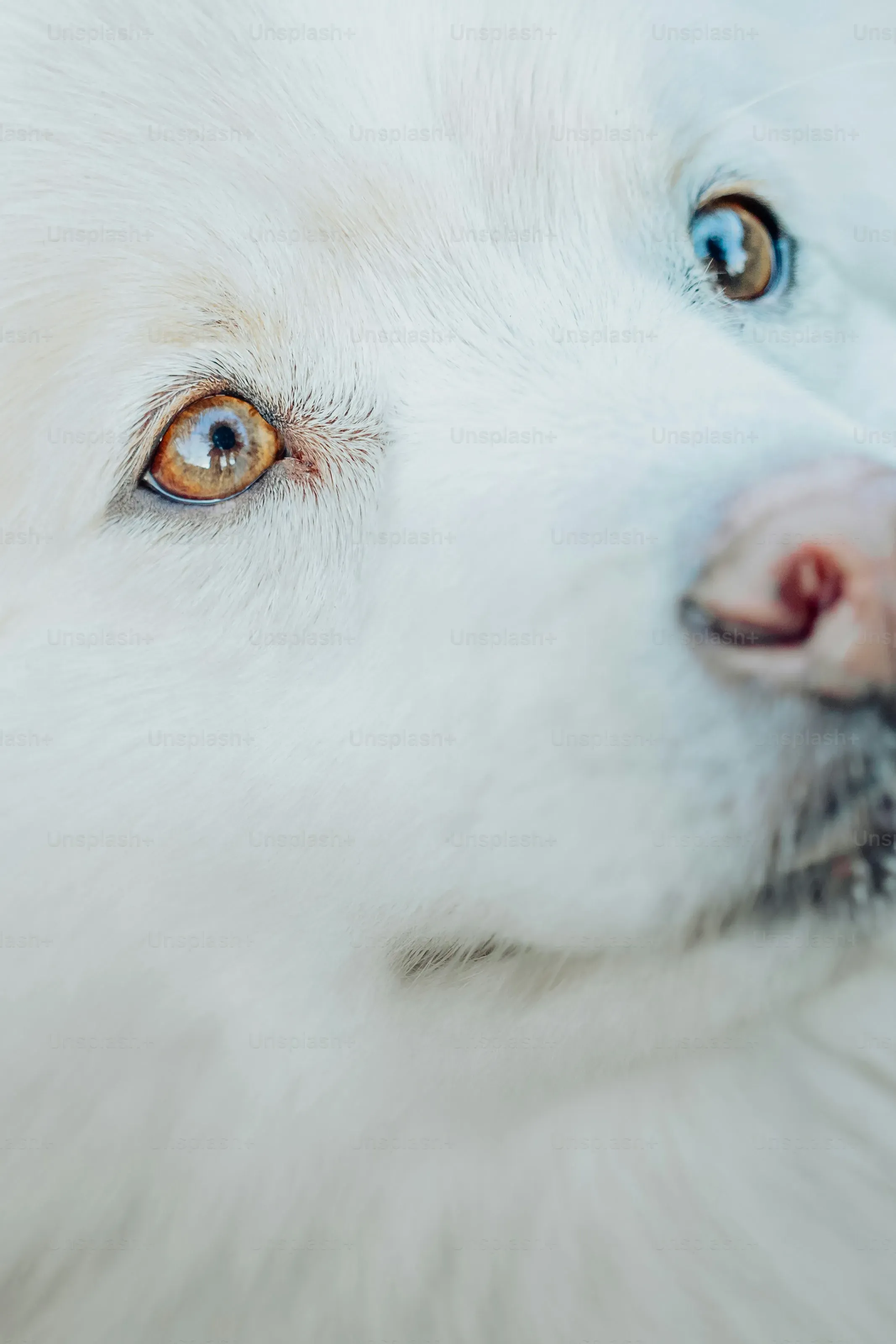 Caractère du chien de chasse bleu : Un compagnon pour la chasse et la maison ?
