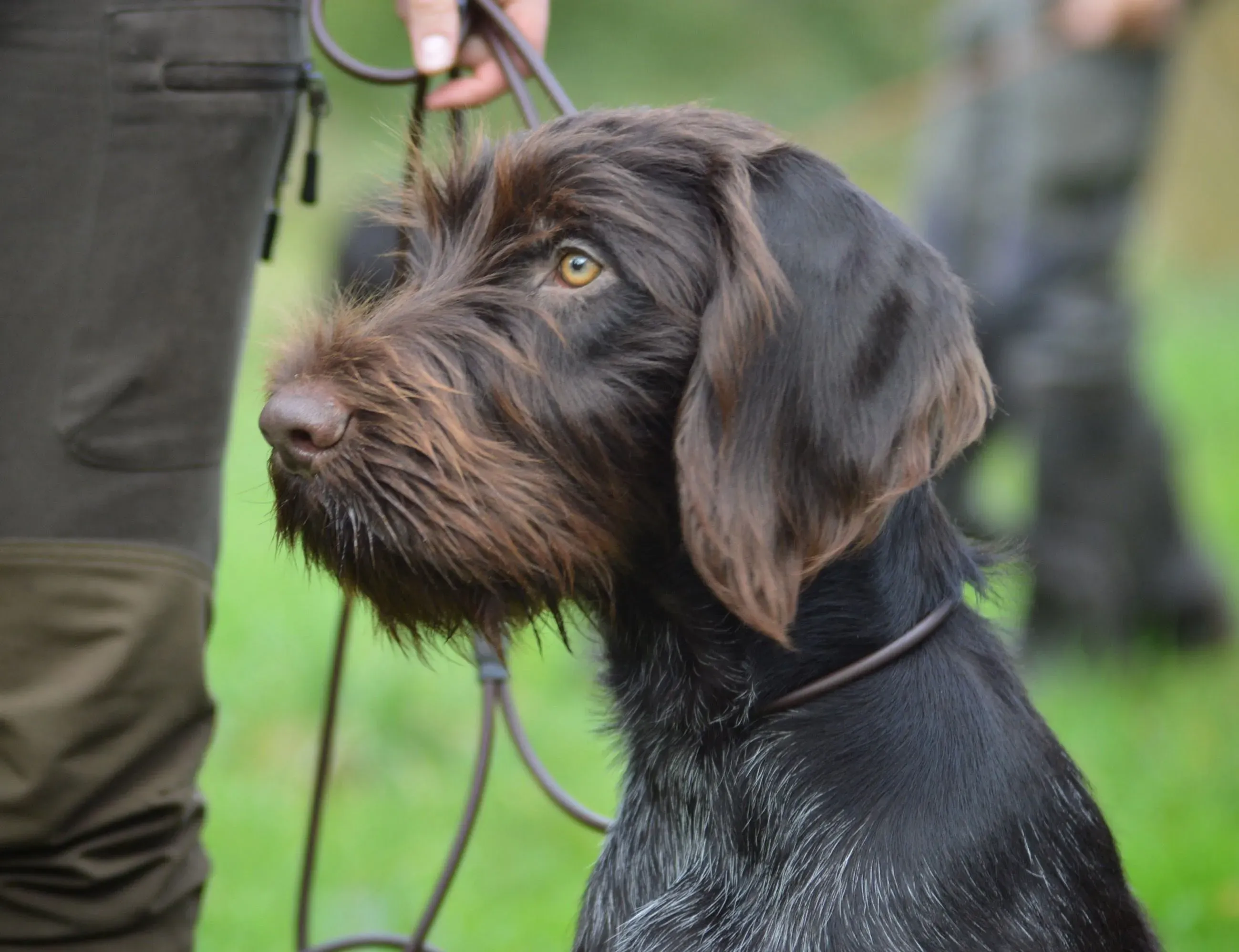 Caractère et tempérament du Drahthaar chien de chasse