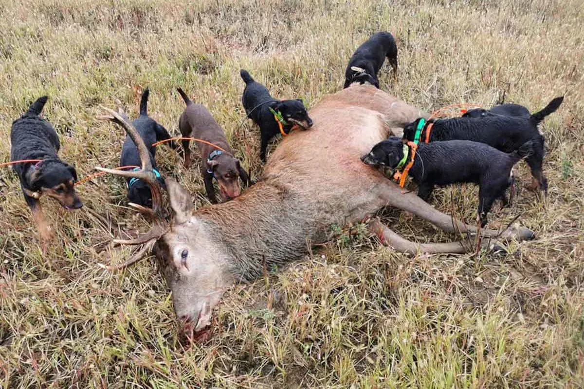 Caractéristiques Clés du Chien de Chasse Sanglier Jagd Terrier
