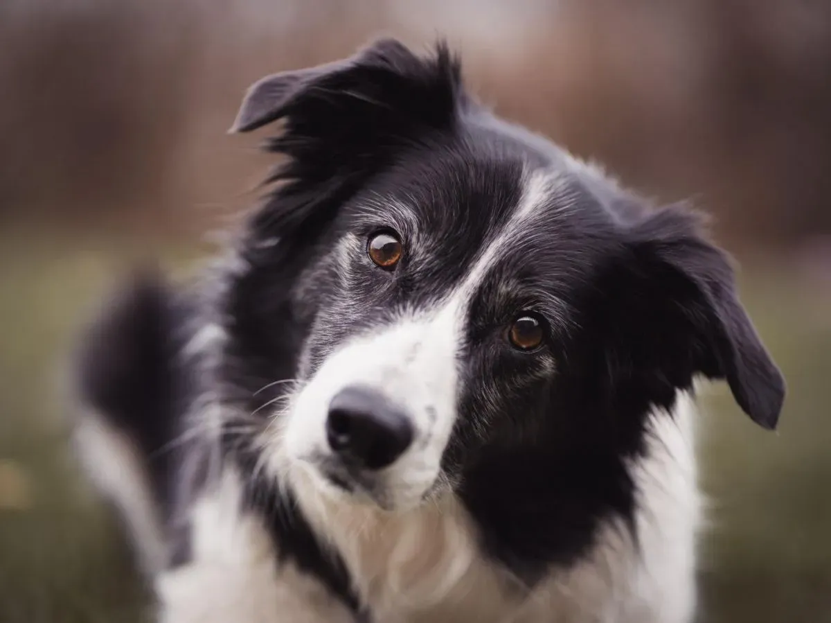Ce que le Border Collie Apporte (ou Pas) à la Chasse