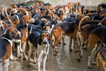 Le chien de chasse à cour cheverny : guide essentiel