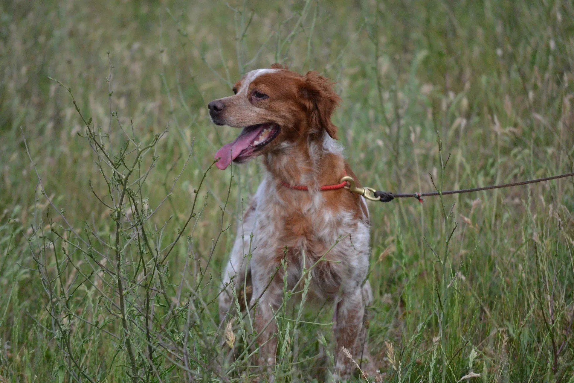 Urgent : chien de chasse à donner épagneul disponible