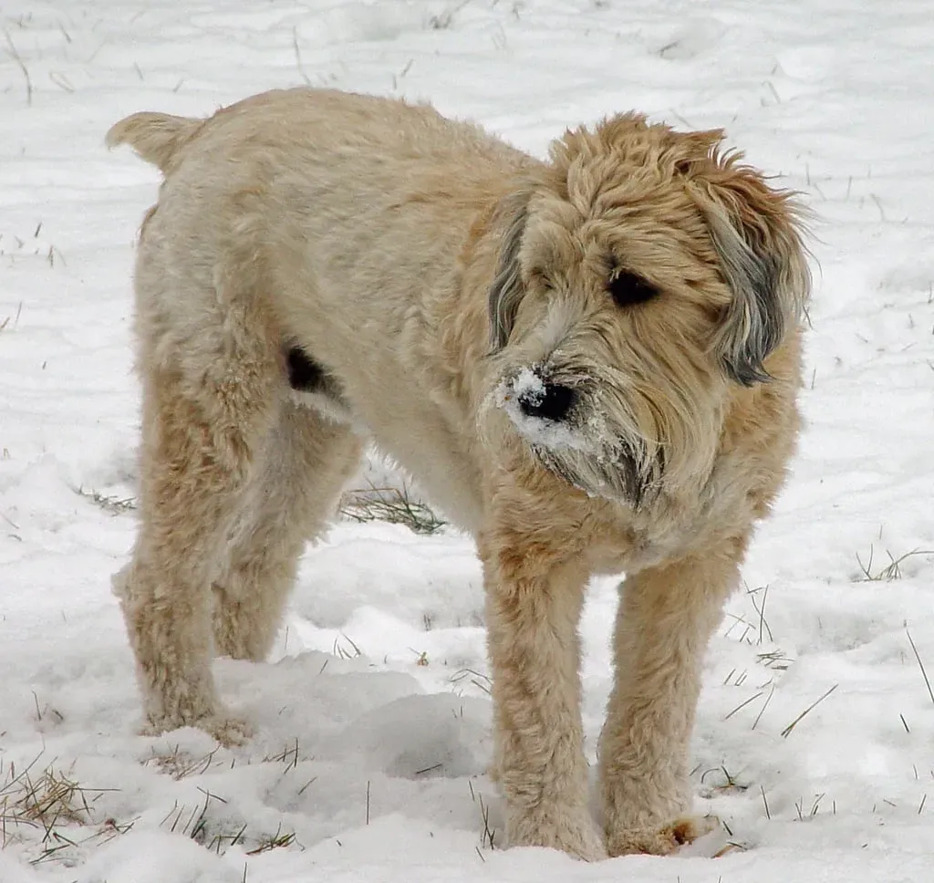 Découvrir le chien de chasse à poil long parfois irlandais
