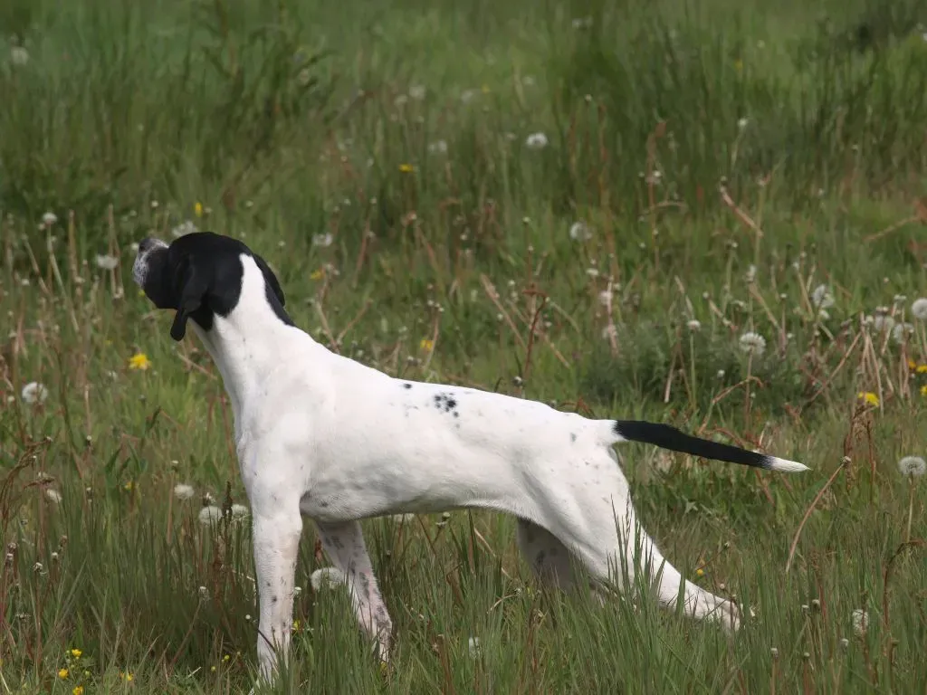 Réussir l'achat de votre chien de chasse a vendre le bon coin