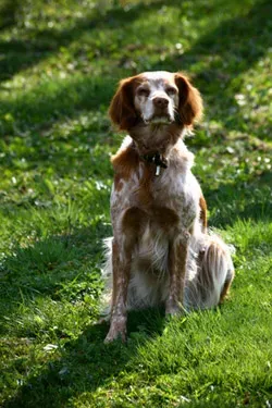 Urgent : chien de chasse à vendre paruvendu, top affaires