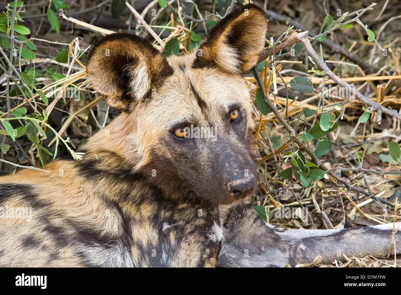 Découvrir le chien de chasse afrique : Le guide ultime