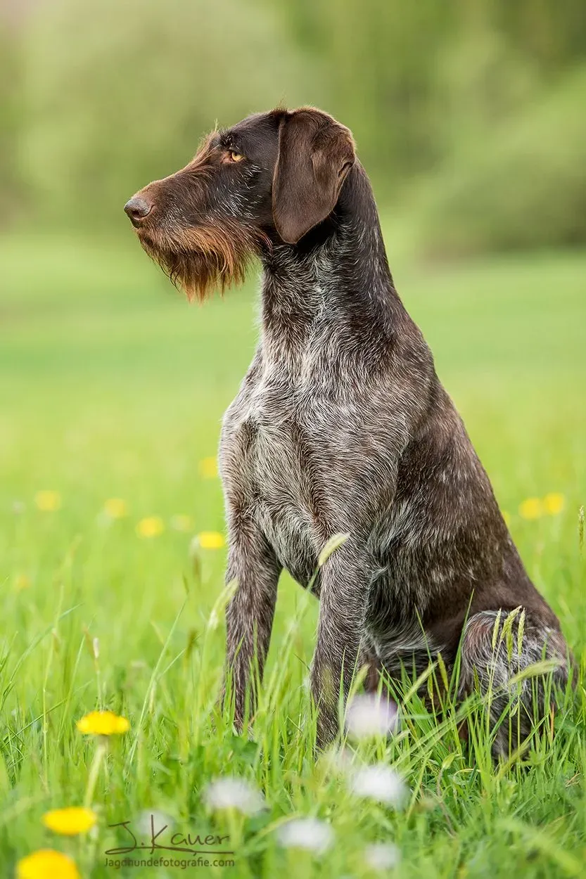 Le chien de chasse allemand : Votre guide Ultime de race