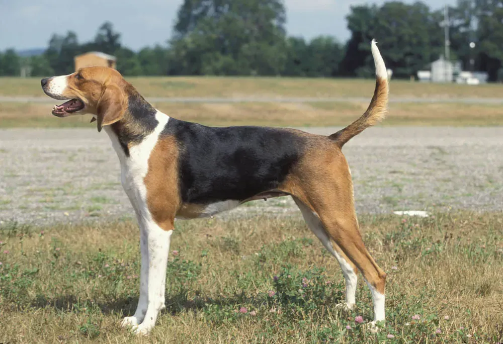 Chien de chasse américain : Guide Ultime pour Propriétaires