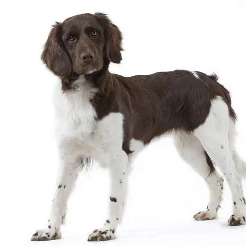 Le chien de chasse blanc : Le Guide Ultime du Billy