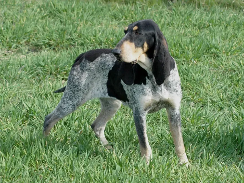 Le chien de chasse bleu: race authentique et puissante