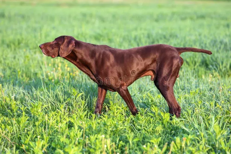 Chien de chasse brun : Votre guide ultime