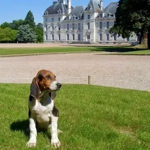 Chenils de Cheverny : les chien de chasse cheverny révélés