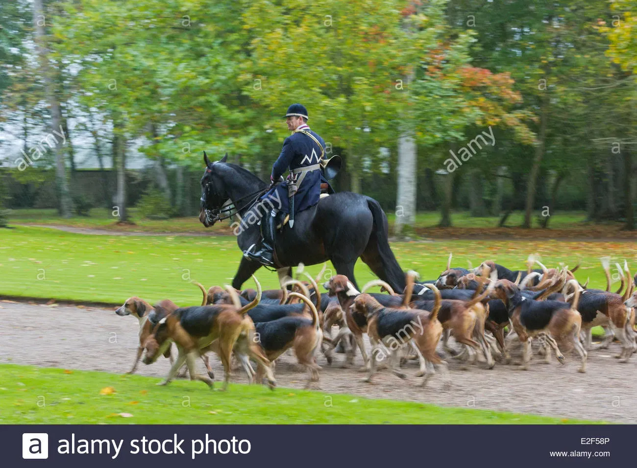 Découvrez l'authentique chien de chasse cheverny race