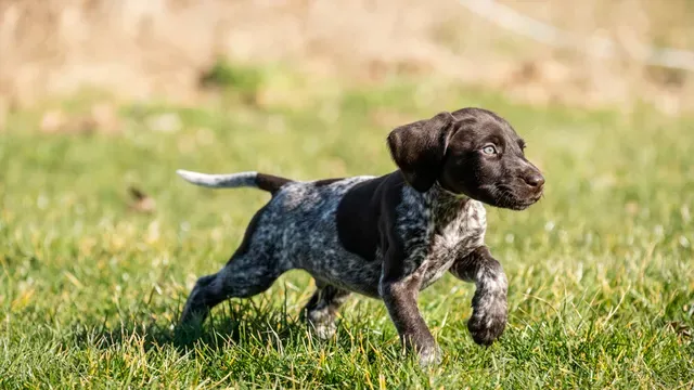 Votre chien de chasse chiot : Le guide ultime pour réussir