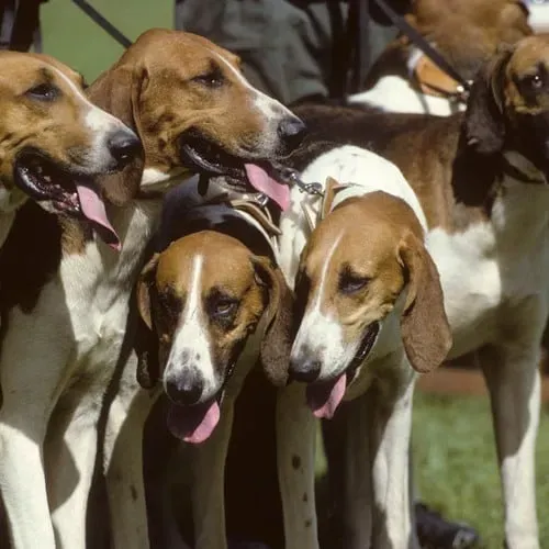Maîtrisez le chien de chasse courant : Guide complet