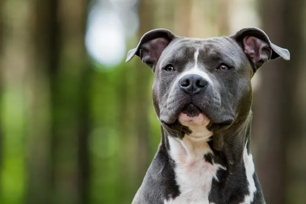 Chien de chasse dangereux : Démêler le Mythe de la Réalité