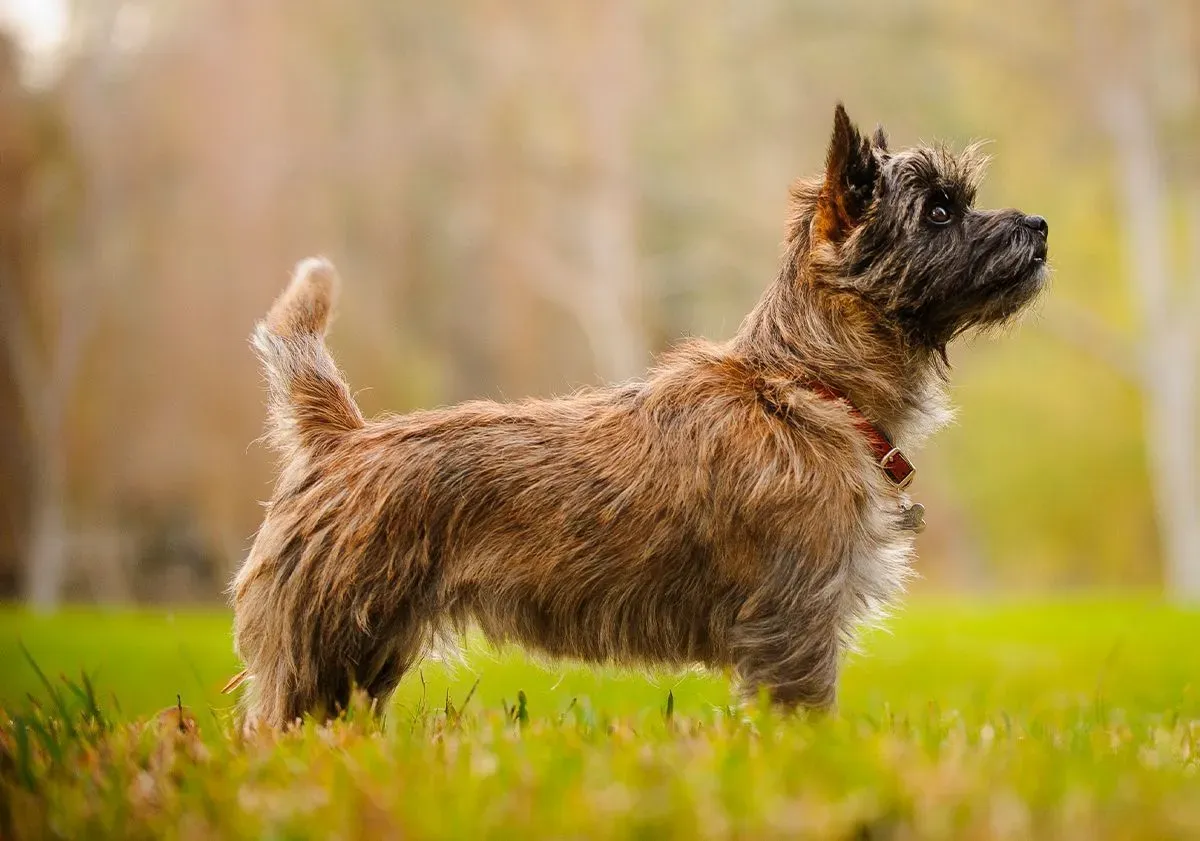 Le chien de chasse de petite taille : guide ultime