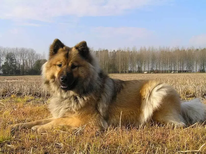 Le chien de chasse d'eurasie : une découverte fascinante