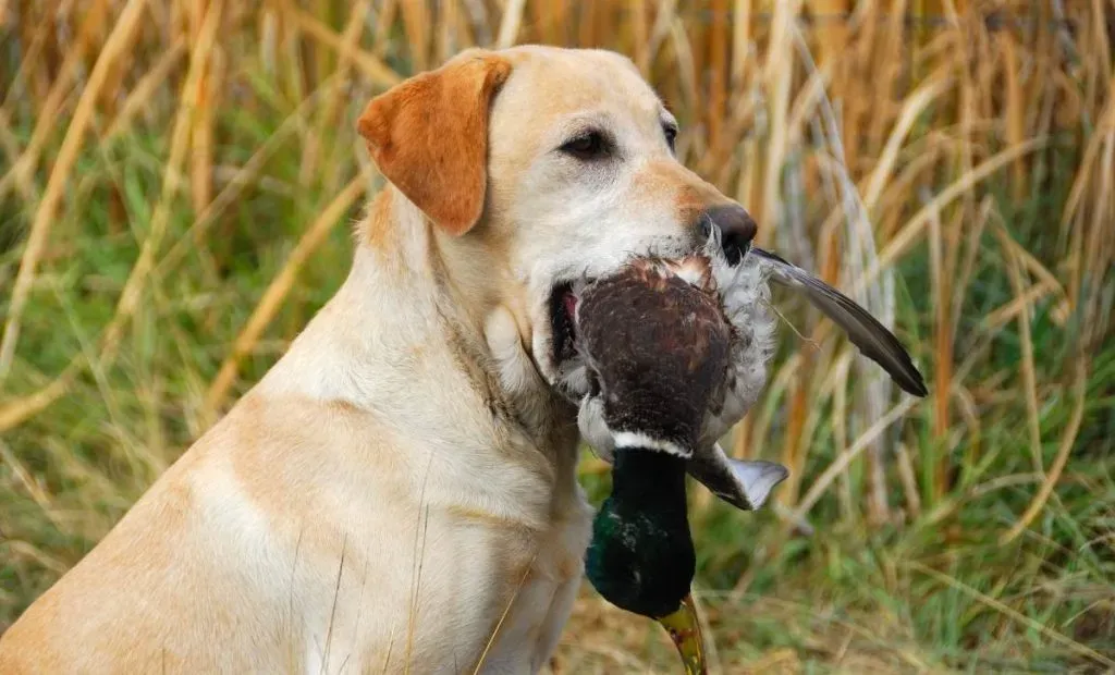 Le chien de chasse dressé à vendre: Guide essentiel