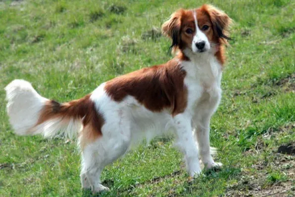Chien de chasse eau : Le guide essentiel du parfait maître