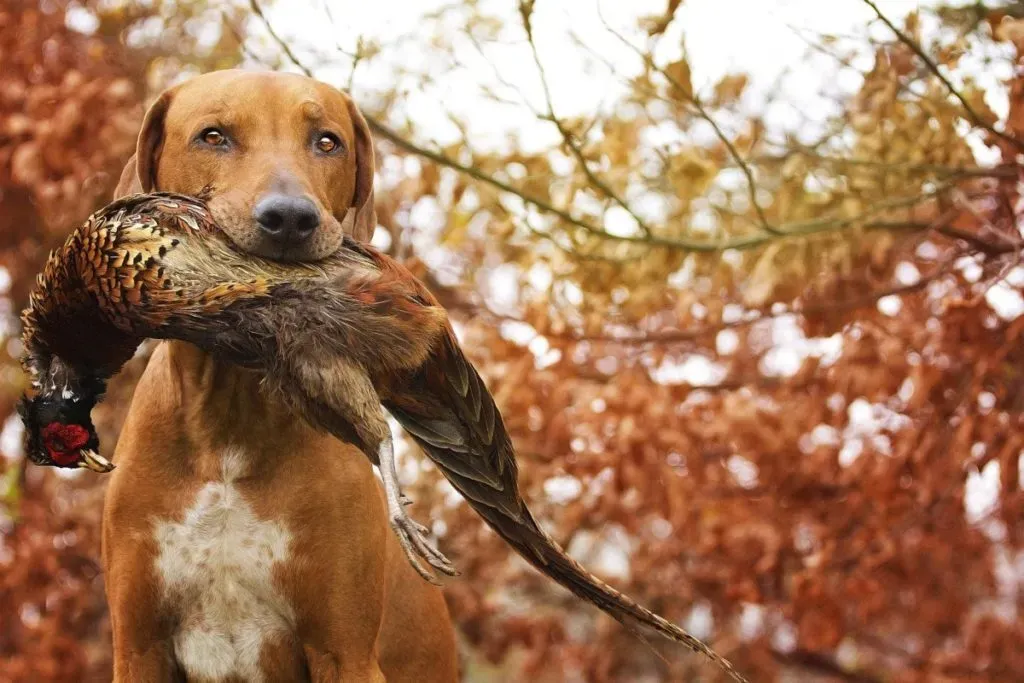 Chien de chasse et chat : Comprendre l'instinct avant tout