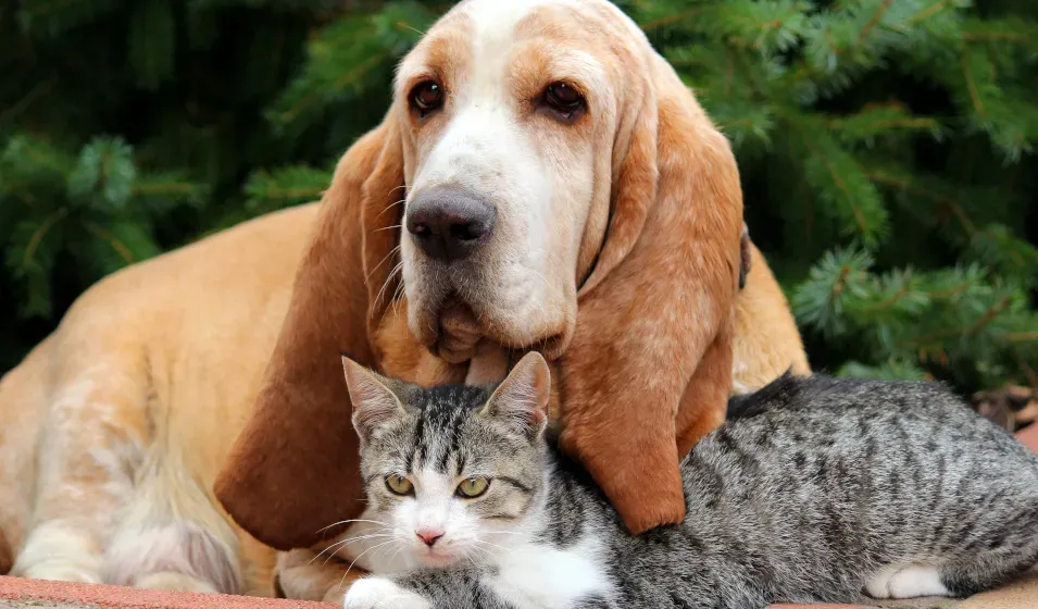 Guide ultime : chien de chasse et chat, la paix !
