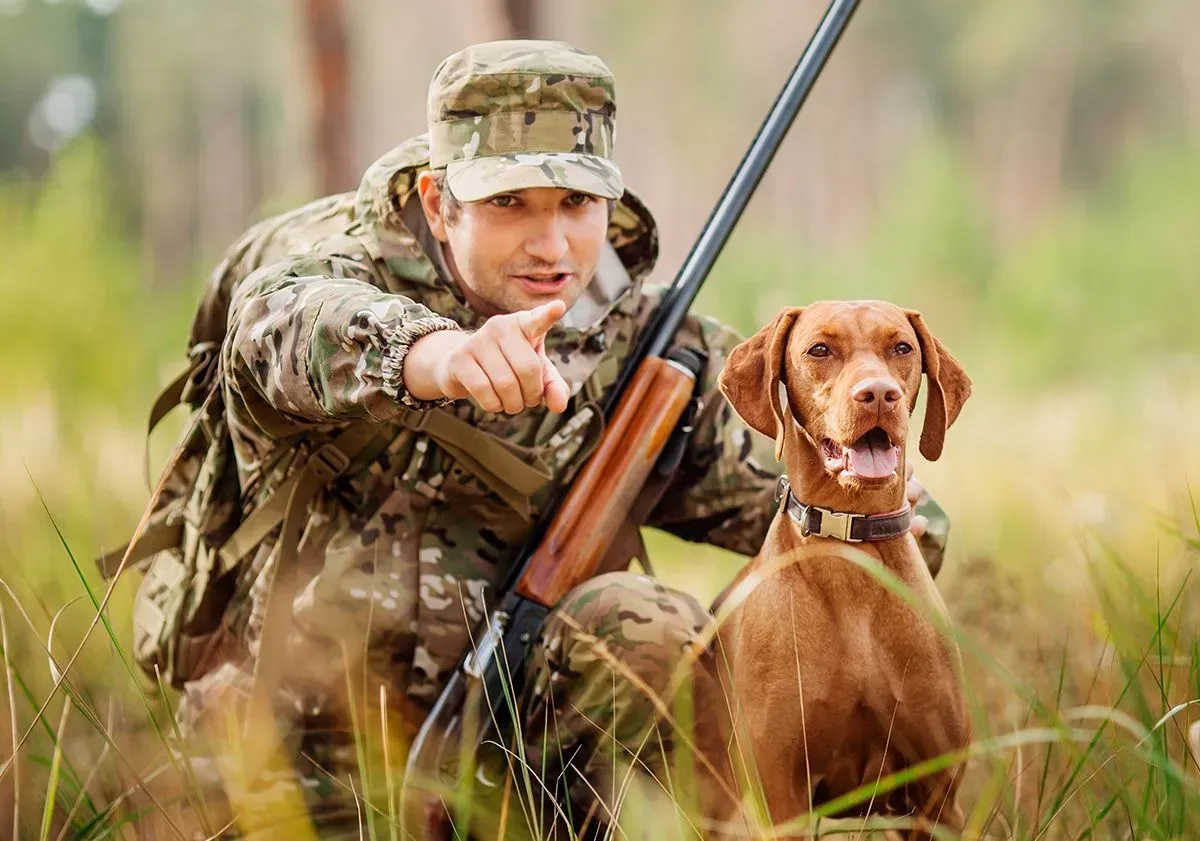 Chien de chasse et compagnie : Guide essentiel pour l'harmonie
